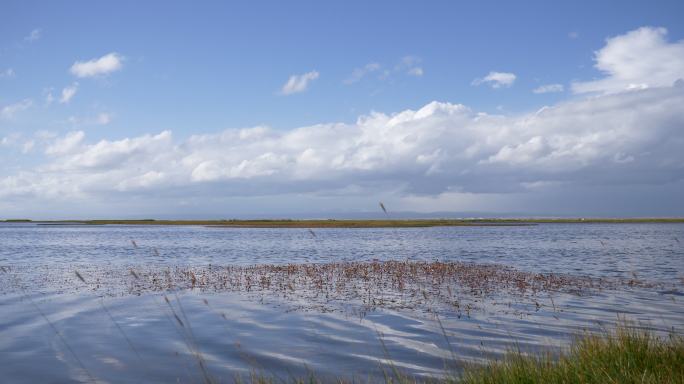 青海湖自然保护区湿地4k