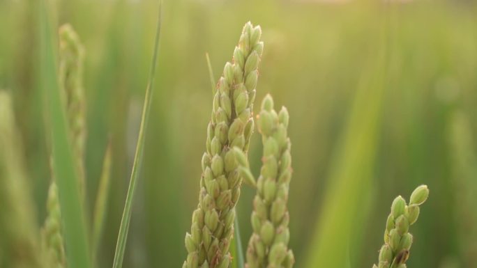 稻穗稻谷稻子高清实拍素材