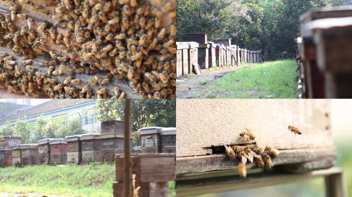 蜜蜂蜂箱蜂蜜实拍素材