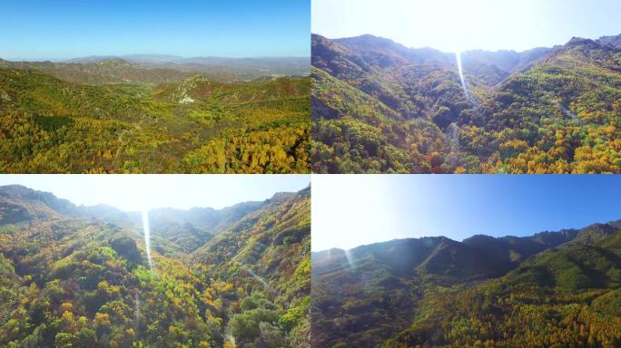 【合集】森林秋景