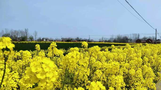 实拍油菜花农村