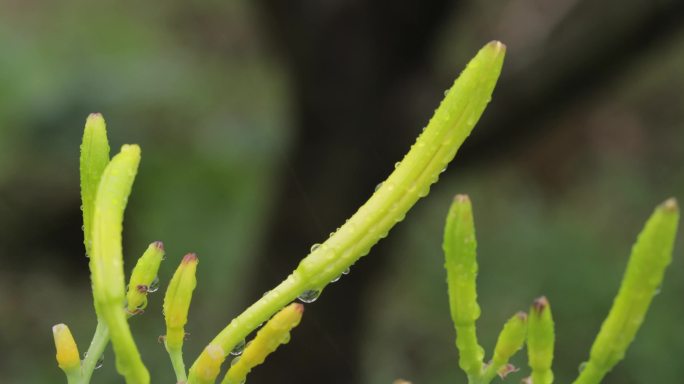 4K雨中成熟的黄花菜花蕾