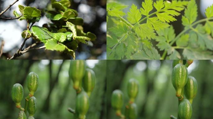 森林植物绿色植被特写A015