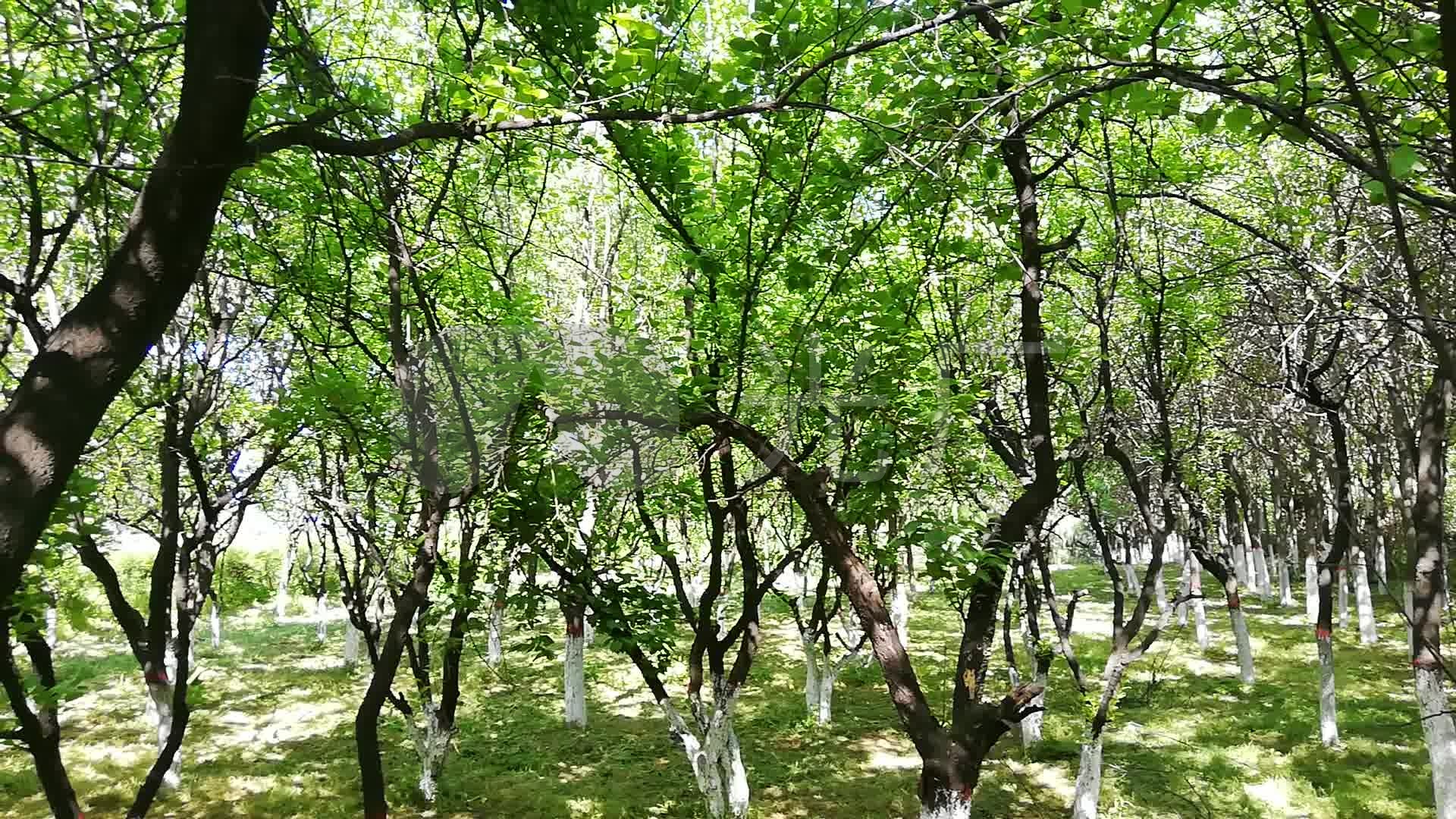 农民丰收丨新疆霍尔果斯：树上干杏挂满枝 -天山网 - 新疆新闻门户