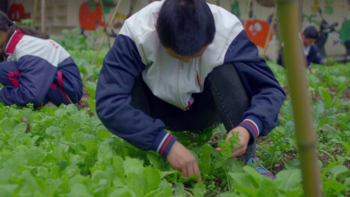 乡村学校农村学生种菜学生农场勤工俭学