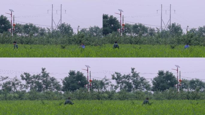 4K雨中摘黄花菜的农民12