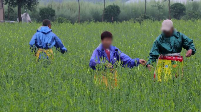 4K雨中摘黄花菜的农民11