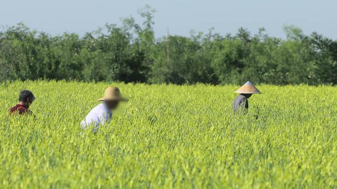 烈日下摘黄花菜的儿子与父母亲