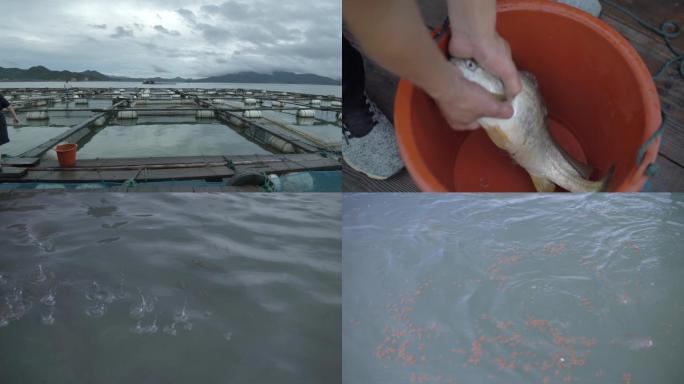 黄鱼鲈鱼养殖基地升格跳跃