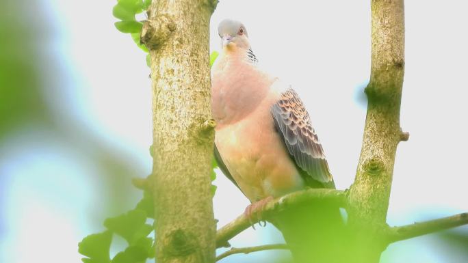 山斑鸠虎纹斑鸠鱼鳞斑鸠叫声