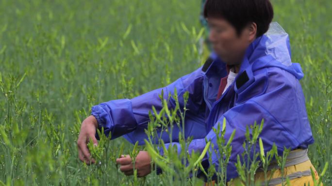 4K雨中摘黄花菜的农民03