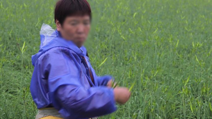 4K雨中摘黄花菜的农民05