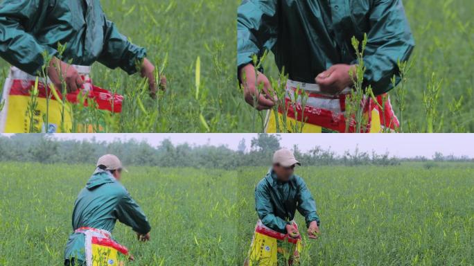 4K雨中摘黄花菜的农民07