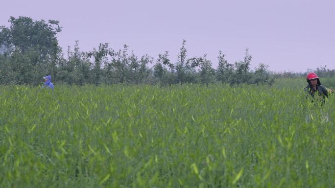 4K雨中摘黄花菜的农妇03