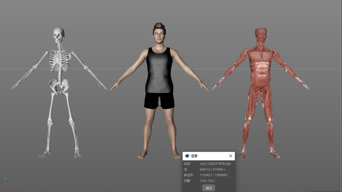 C4D男人写实骨骼肌肉模型