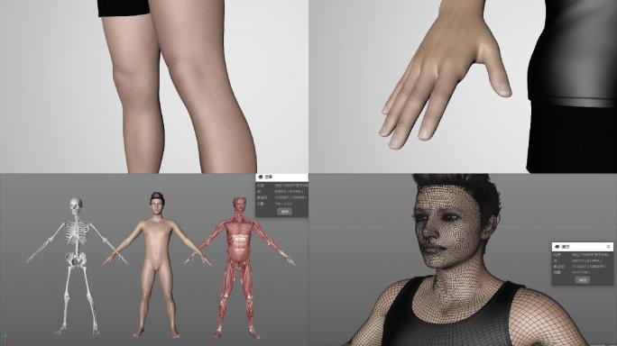 C4D男人写实骨骼肌肉模型