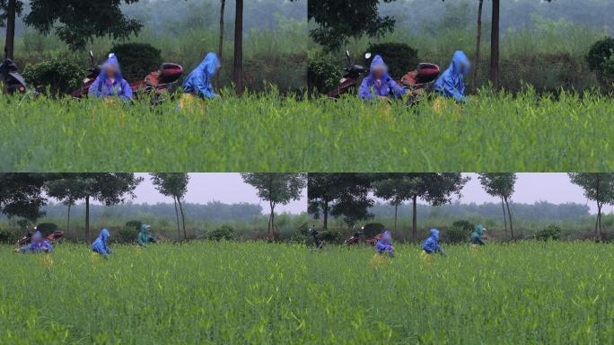 4K雨中摘黄花菜的农民01