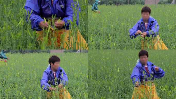 4K雨中摘黄花菜的农民04