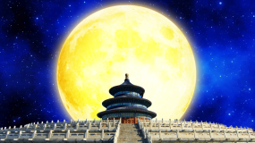 素材未上架 Vj师网