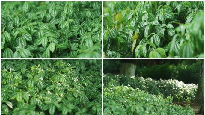 花叶冷水花草本唯美绿植