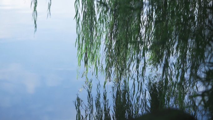 河边湖边垂柳柳树