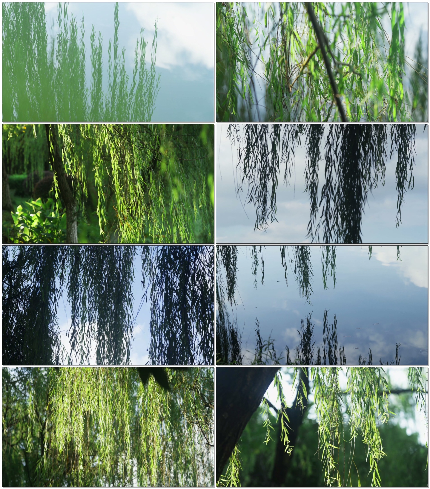 河边湖边垂柳柳树