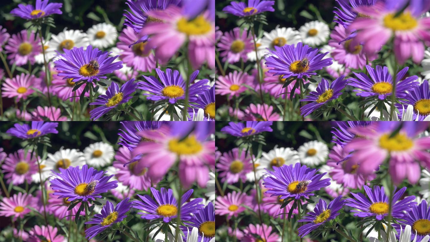花朵盛放吸引蜜蜂花丛野花空镜头