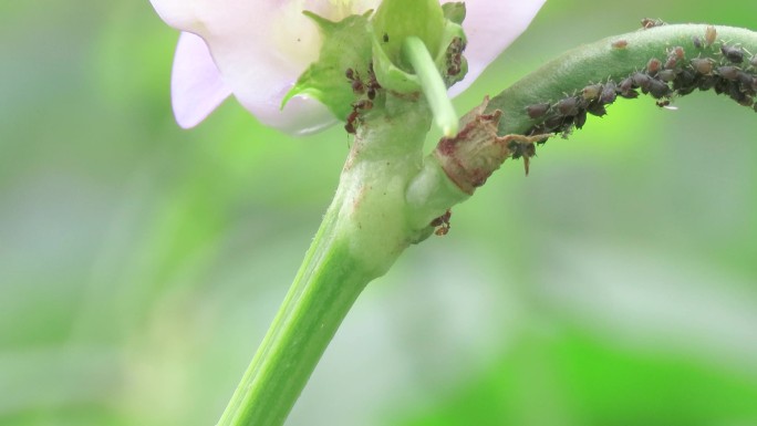 蔬菜上的蚜虫和蚂蚁