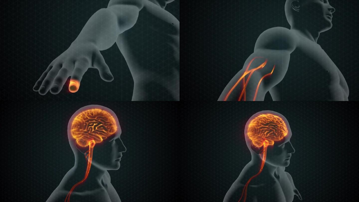 手指神经大脑人体动画