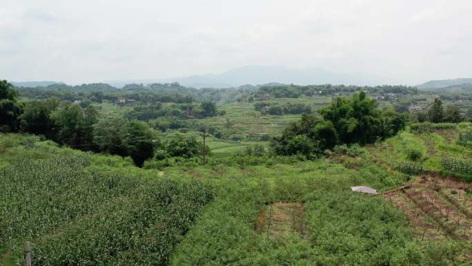 4k航拍青花椒基地