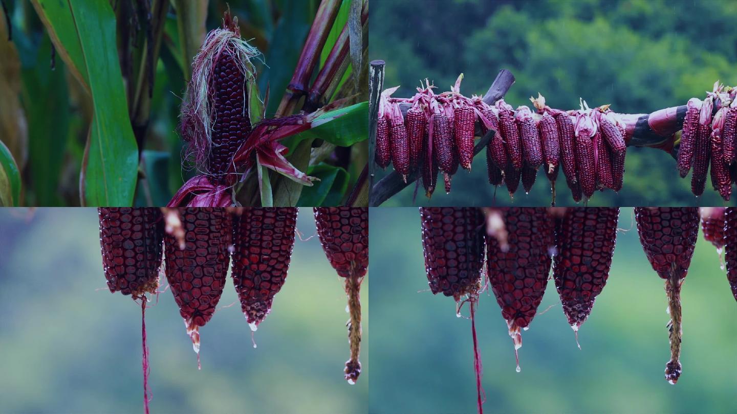 玉米紫玉米水果玉米下雨蔬菜