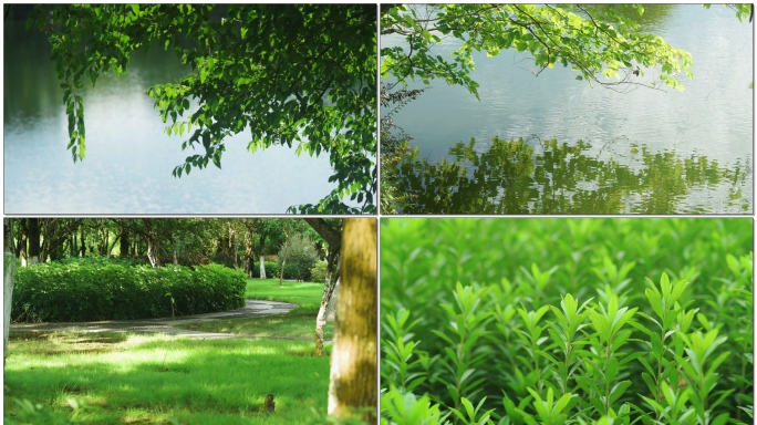 公园休闲绿色植物优美环境