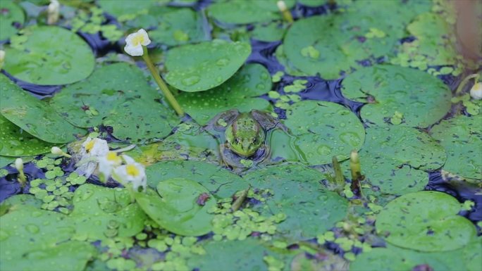 青蛙池塘荷叶