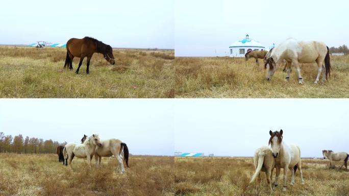 内蒙古通辽奈曼沙漠孟家段草原马吃草