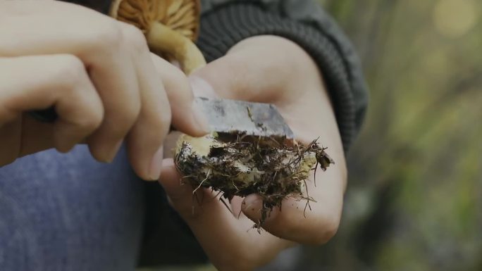 林中野生菌女孩儿采蘑菇