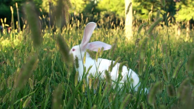 原创阳光草地兔子吃草