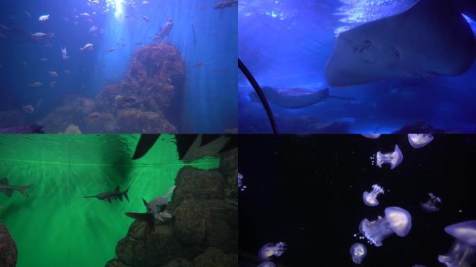 青岛海底世界鱼海龟水母海豹