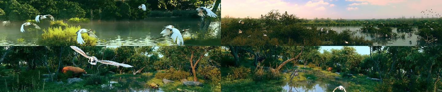 宽屏3D动画天鹅鸟湿地环境