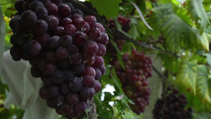 紫色葡萄菩提采摘素材水果果园丰收收获