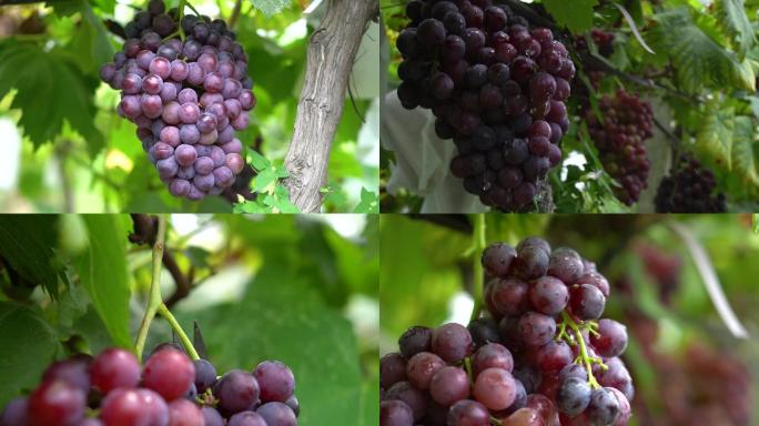 紫色葡萄菩提采摘素材水果果园丰收收获