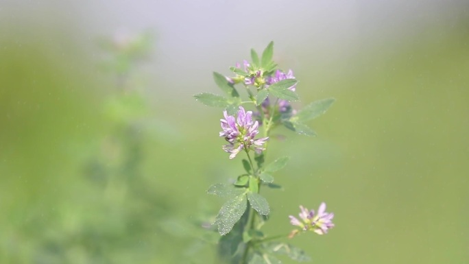 紫花苜蓿养殖草料