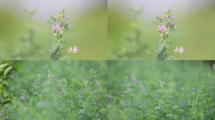 紫花苜蓿养殖草料