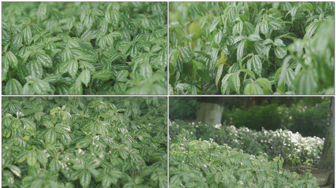 花叶冷水花草本唯美绿植HLG