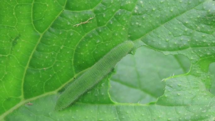 菜青虫蚕食菜叶