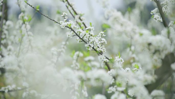 李花开