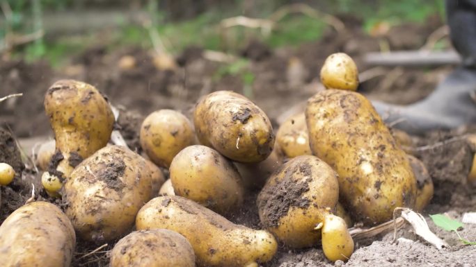 土豆掉落离开肥沃的土壤