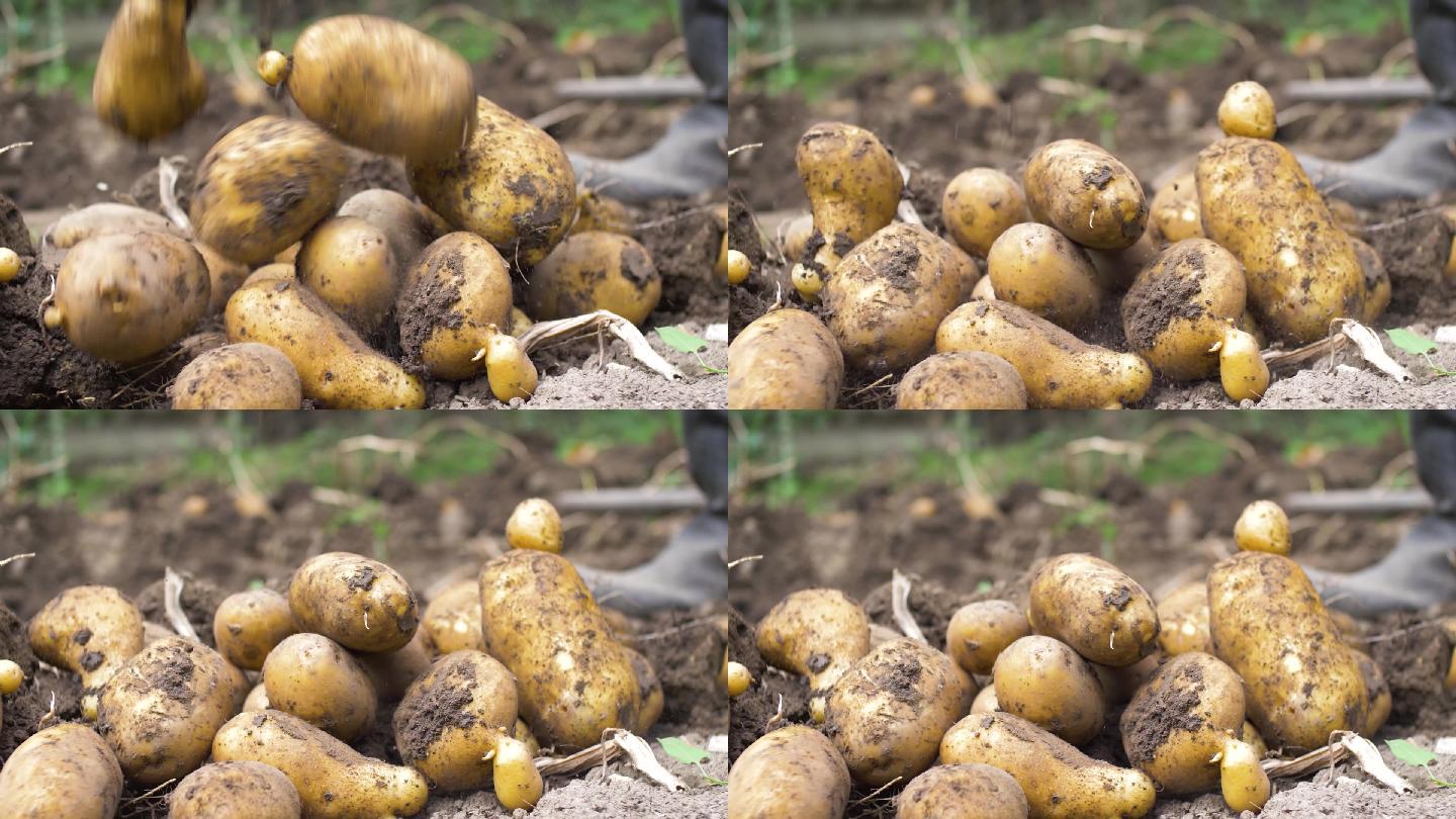 土豆掉落离开肥沃的土壤