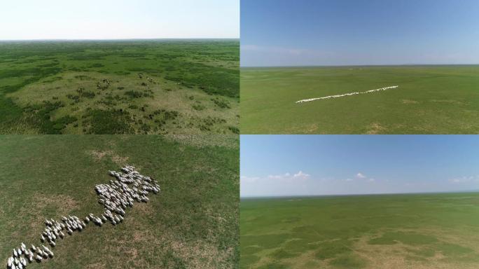 4K航拍内蒙古锡林郭勒盟草原羊