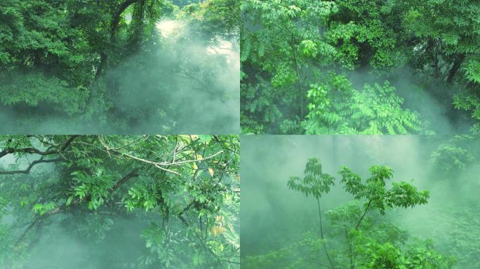 原创唯美的雾气腾腾的树林景观氛围