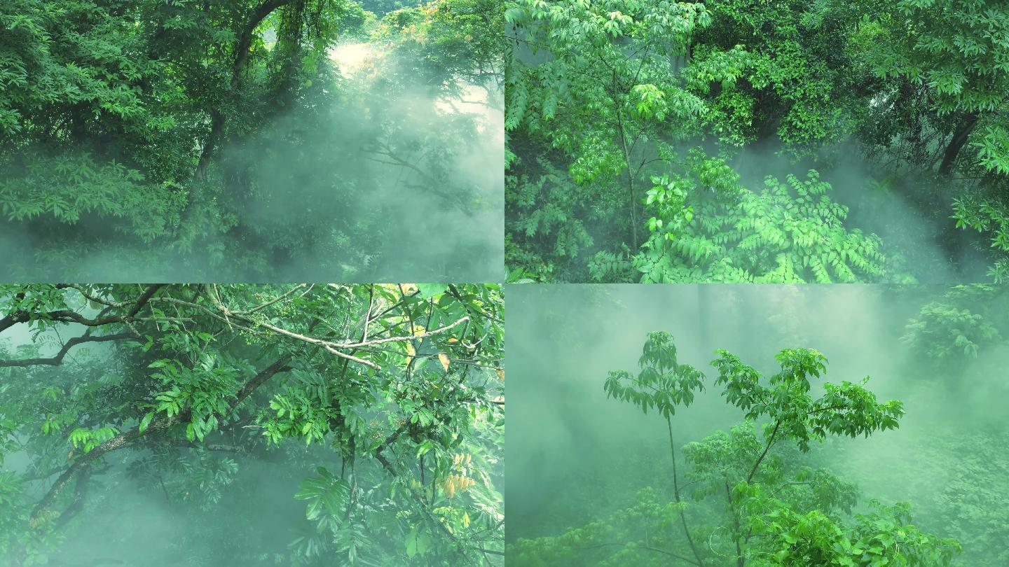 原创唯美的雾气腾腾的树林景观氛围